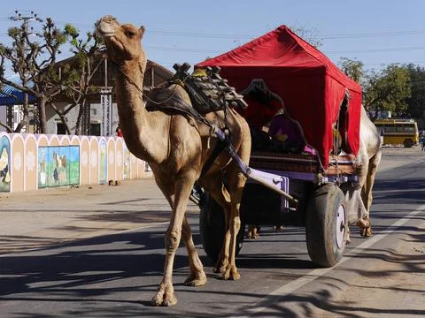 Camel with head raised pulling cart through streets of Pushkar, India Stock Photos
