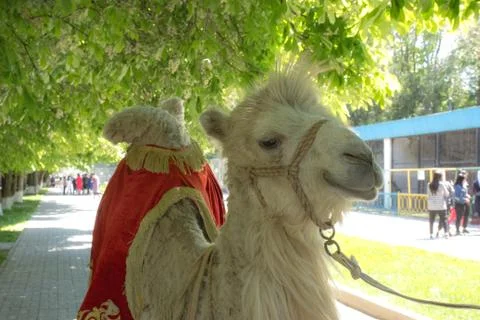 Camel head with rope Stock Photos