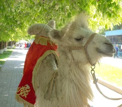 Camel head with rope Stock Photos