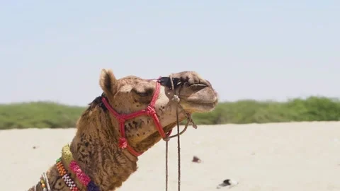CAMEL HEAD SHOT Stock Footage 237742884