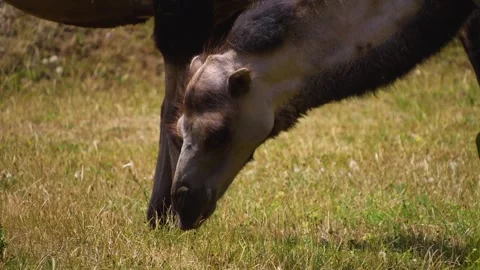 Camel heads Stock Footage 246426189