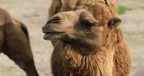Camel headshot in desert Video stock 88300959