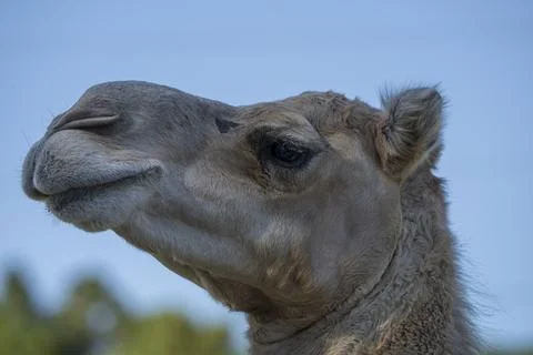 Camel Headshot Stock Photos