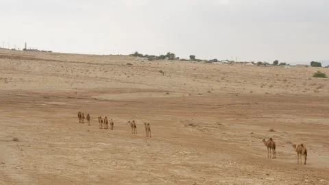Camel Herd Crossing Vast Arid Desert Landscape in Traditional Caravan Stock Footage 343960155
