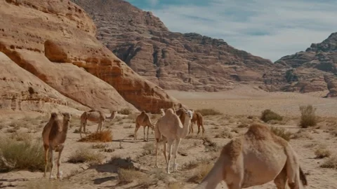 Camel Herd Grazing In Wadi Rum Desert Stock Footage 322211542
