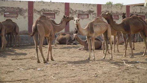 Camel Herd Interacting in Enclosure at camel farm in Jaipur, India 動画素材 289560112