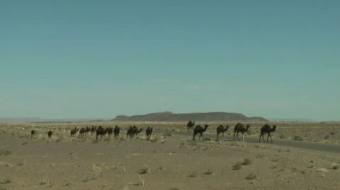Camel herd in Morocco 動画素材 726716