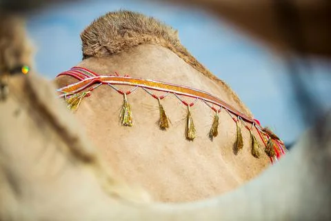 Camel hump from another angle Stock Photos