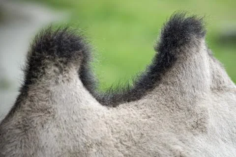 Camel hump close-up. The back of a camel with two humps. Humpback animal Stock Photos