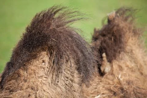 Camel humps Stock Photos