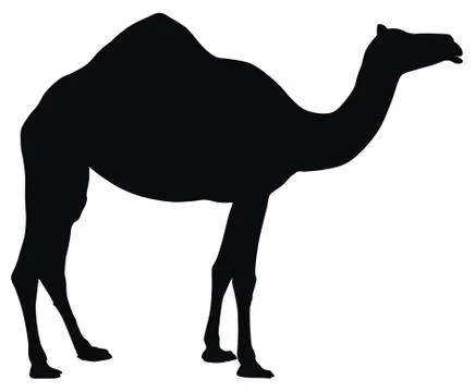 Camel Stock Illustration