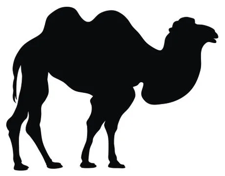 Camel Stock Illustration