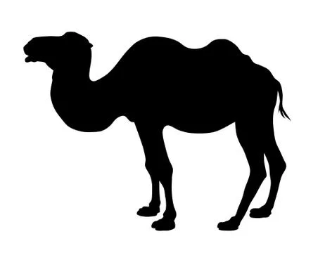 Camel Stock Illustration