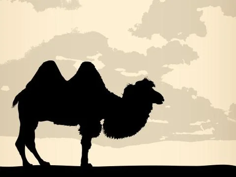Camel Illustrazione stock