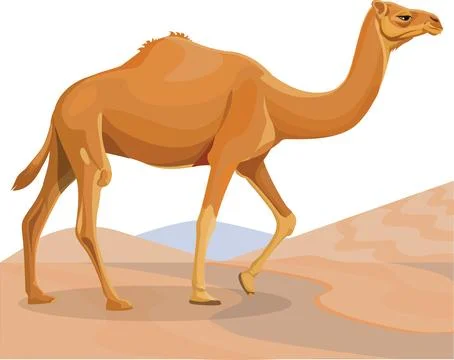 Camel Stock Illustration