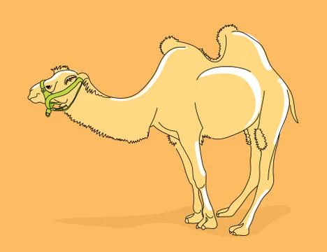 Camel illustration Stock Illustration