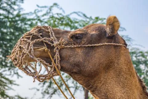 Camel in India Stock Photos