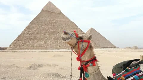 Camel infront of Kefren and Cheops Pyramids of Giza. Cairo. Egypt. Stock-Footage 10934501