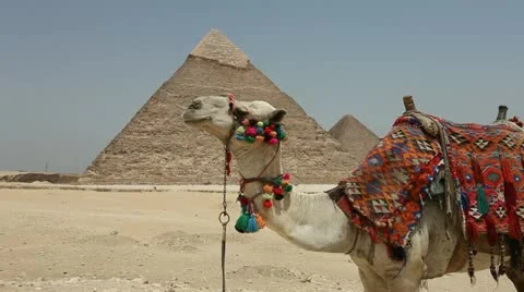 Camel infront of Kefren and Cheops Pyramids of Giza. Cairo. Egypt. Video stock 10956448