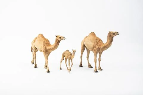 Camel on isolated background Stock Photos