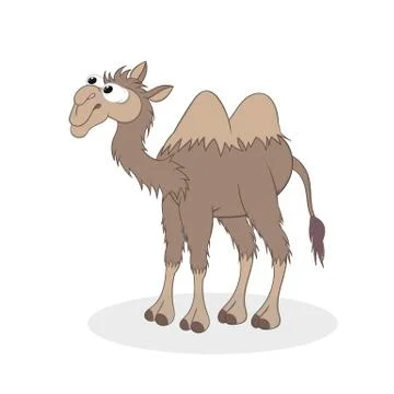 Camel. Isolated illustrations on a white background in cartoon style. Design  Stock Illustration