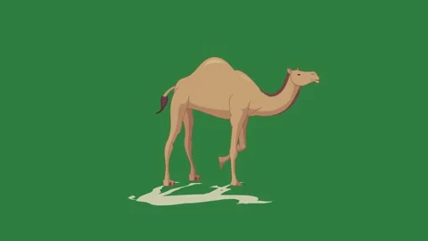 A camel isolated isolated on green screen background Stock Footage 336892324
