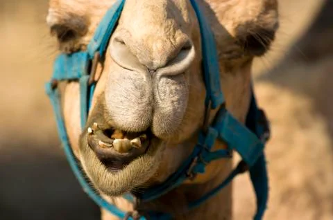 Camel Isolated Stock Photos