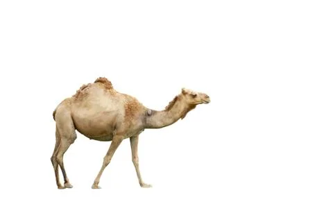 Camel isolated on white background Stock Photos
