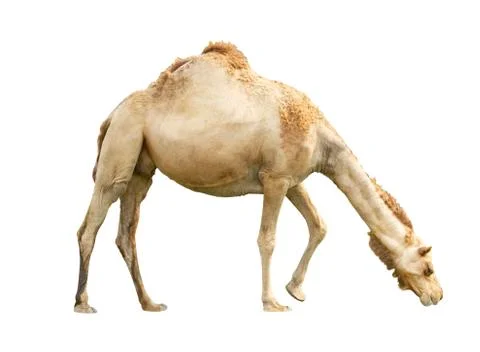 Camel isolated on white background Stock Photos