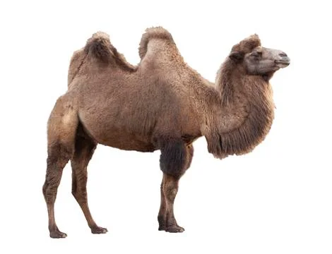 Camel isolated on white background. Stock Photos