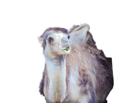 Camel isolated on white background Fotos Stock