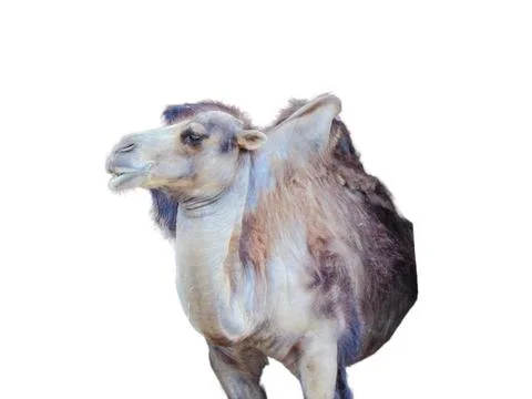 Camel isolated on white background Photos