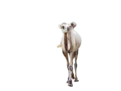 Camel isolated on white background Fotos Stock