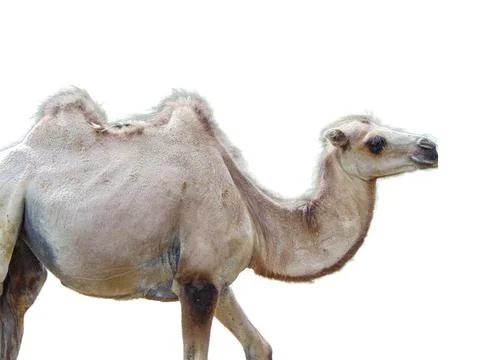 Camel isolated on white background Stock Photos