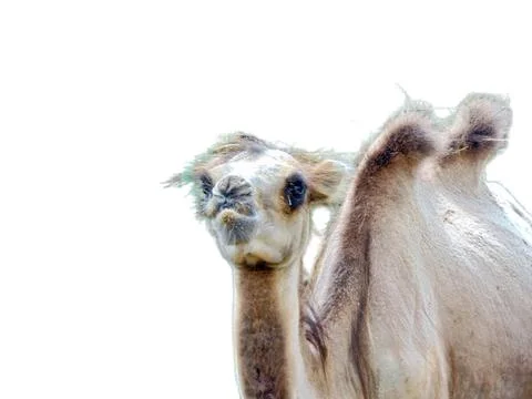 Camel isolated on white background Fotos Stock