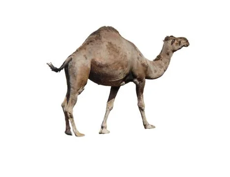 Camel isolated on white background 스톡 사진