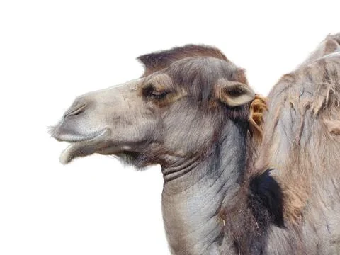 Camel isolated on white background Stockfoto's