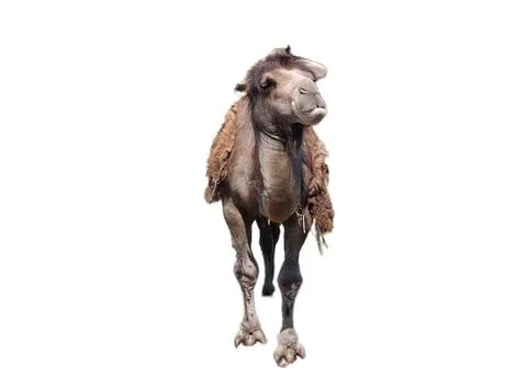 Camel isolated on white background Stock Photos