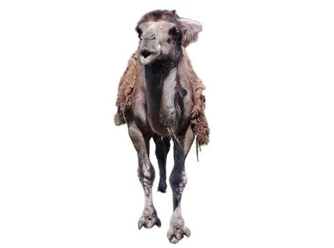 Camel isolated on white background Photos