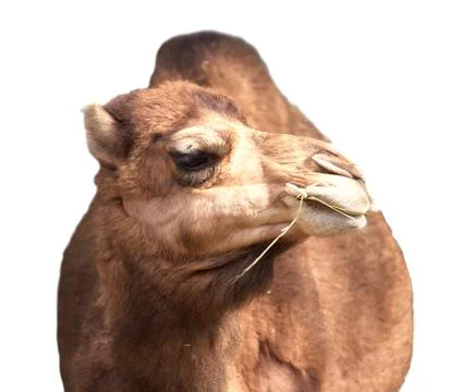 Camel isolated on white Stock Photos