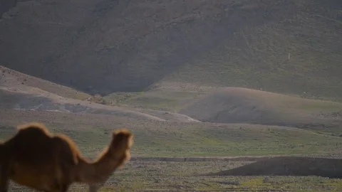Camel on israel desert Stock Footage 80371964