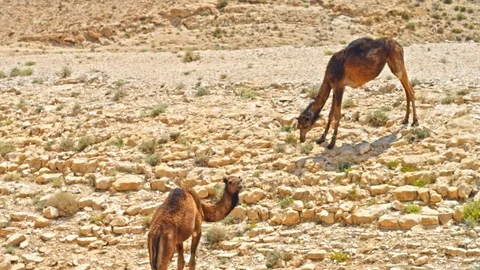Camel On Israel Desert 動画素材 90708044