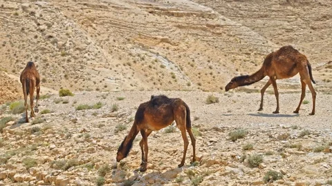 Camel in the Israel Desert 動画素材 90708099