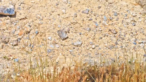 Camel On Israel Desert 動画素材 90708408
