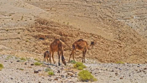 Camel On Israel Desert 動画素材 90708599
