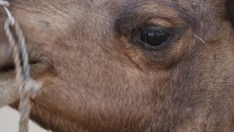 Camel in Jaisalmer Desert Stock Footage 70661957