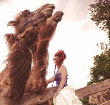 Camel lady Stock Photos