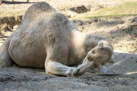 Camel Laying Down Stock Photos