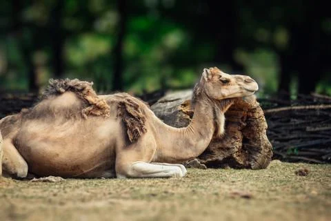 Camel laying on the grass. Stock Photos