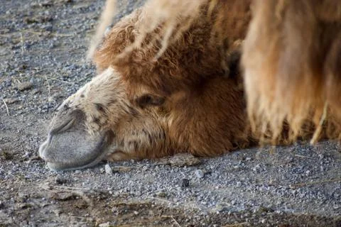 Camel laying its head down on a hot day Foto stock